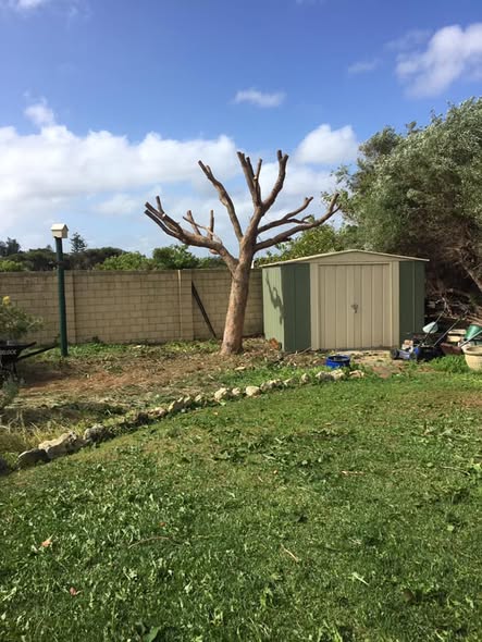 Large tree reduced and cleared