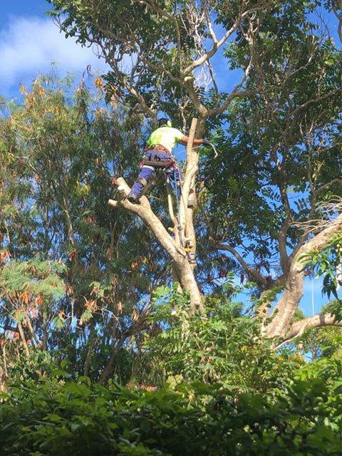 Tree work — climbing for a careful removal